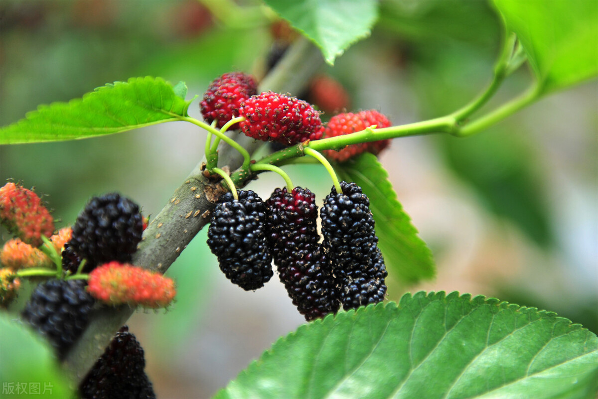 桑树怎么盈利,没有做不到只有想不到的诗词