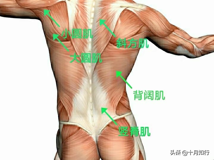 背部训练8个动作高效练背,背部肌肉训练方式练出好看的美背