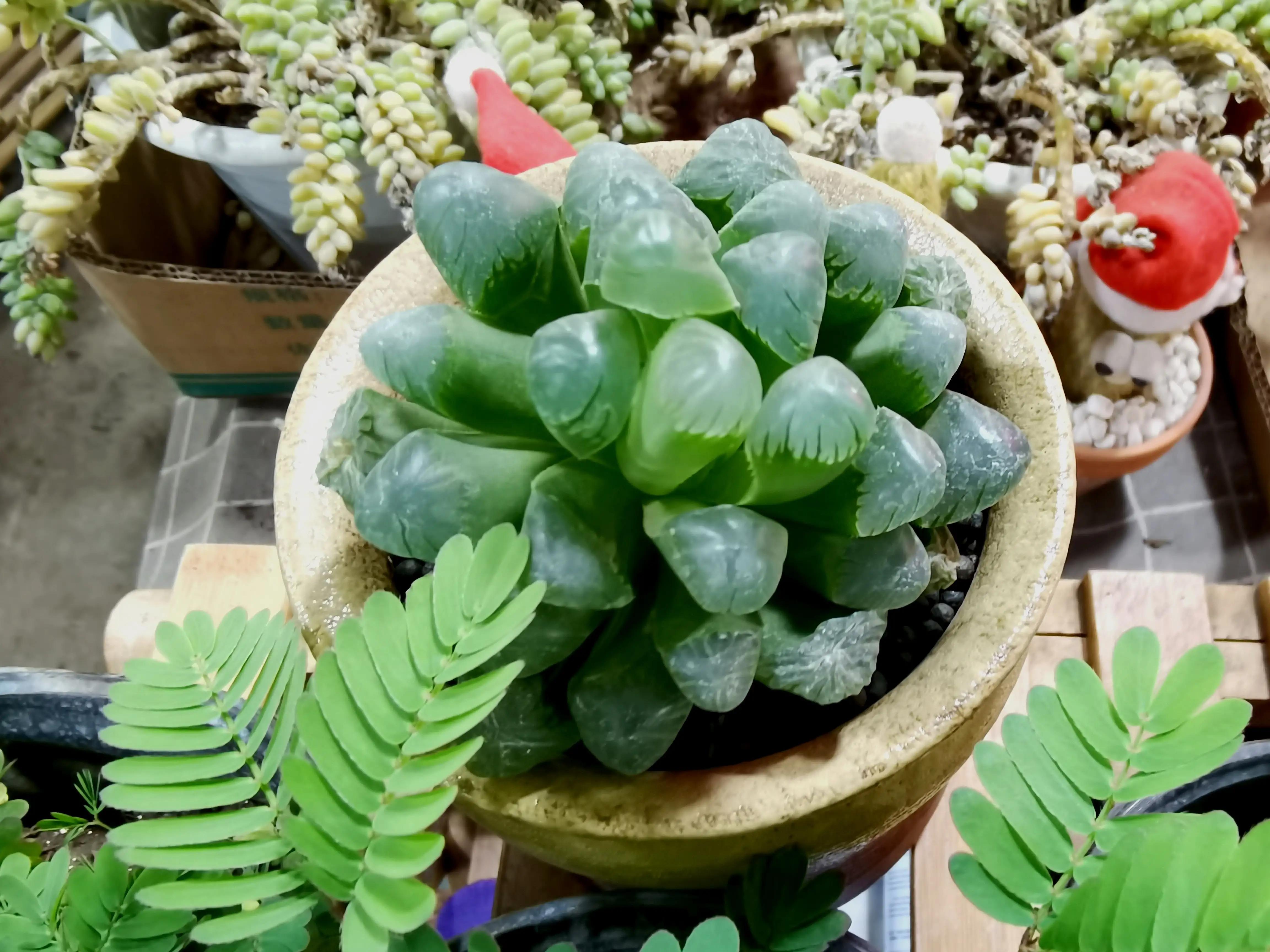 沈阳花卉市场搬哪去了,沈阳花卉市场批发各种绿植