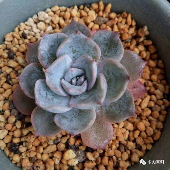 多肉植物能喷叶面水吗,水养多肉植物怎么养