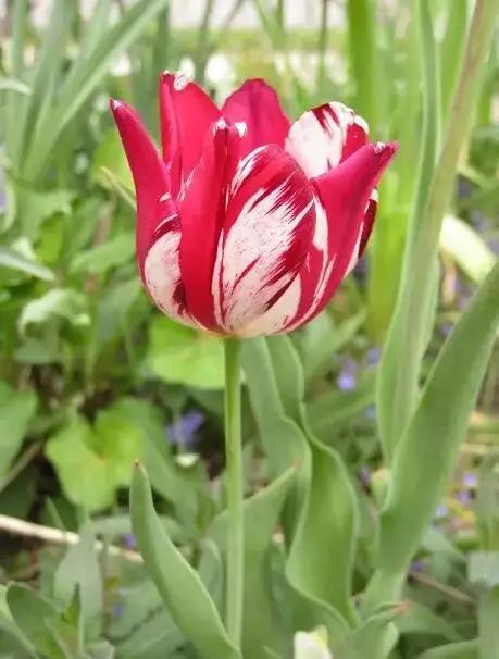 中国十大名贵稀有植物物种,全身是宝的名贵植物有哪些