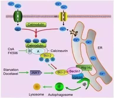 治疗白癜风要吃激素药吗,治疗白癜风没有激素的中药