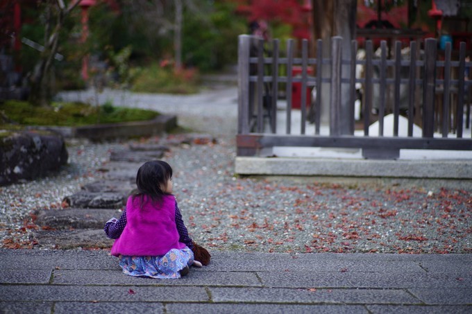 京都赏枫2022,京都赏枫必去景点有哪些好玩的