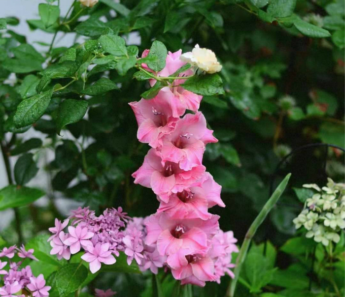 此花耐寒又耐热,此花号称红宝石