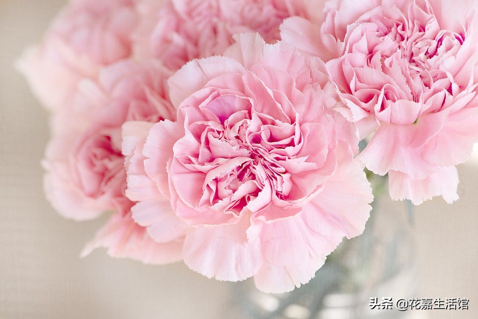 春天温柔了整个世界,温柔一整个春天