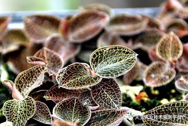 贵州道地药材最稀有野生名贵药材,道地药材有什么品种