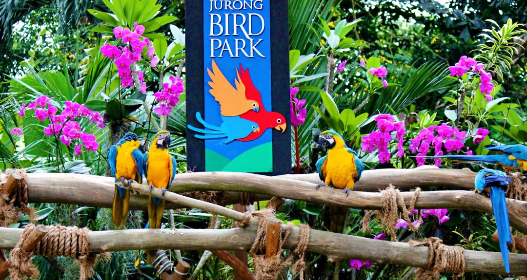 新加坡三个动物园哪个最好,新加坡动物园哪个最值得去看