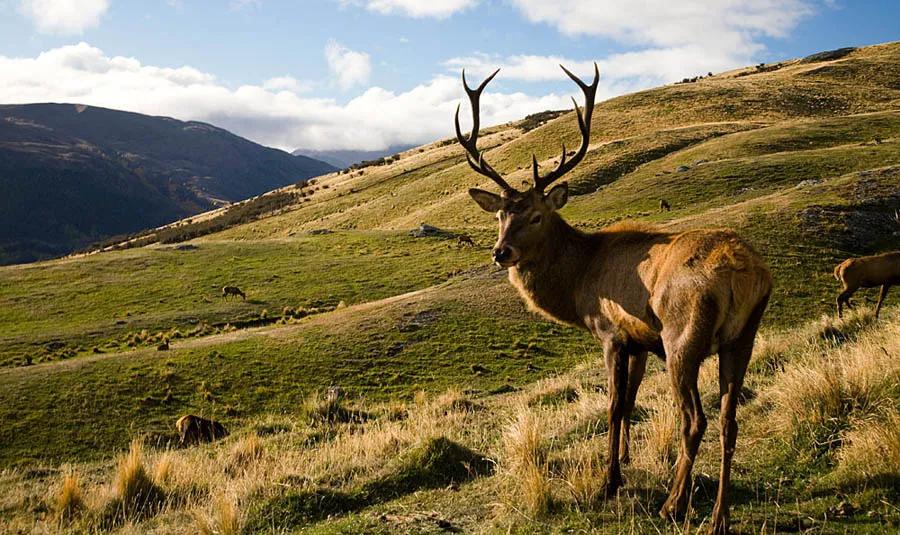 摩登鞋推荐大码女,摩登现代风鞋子