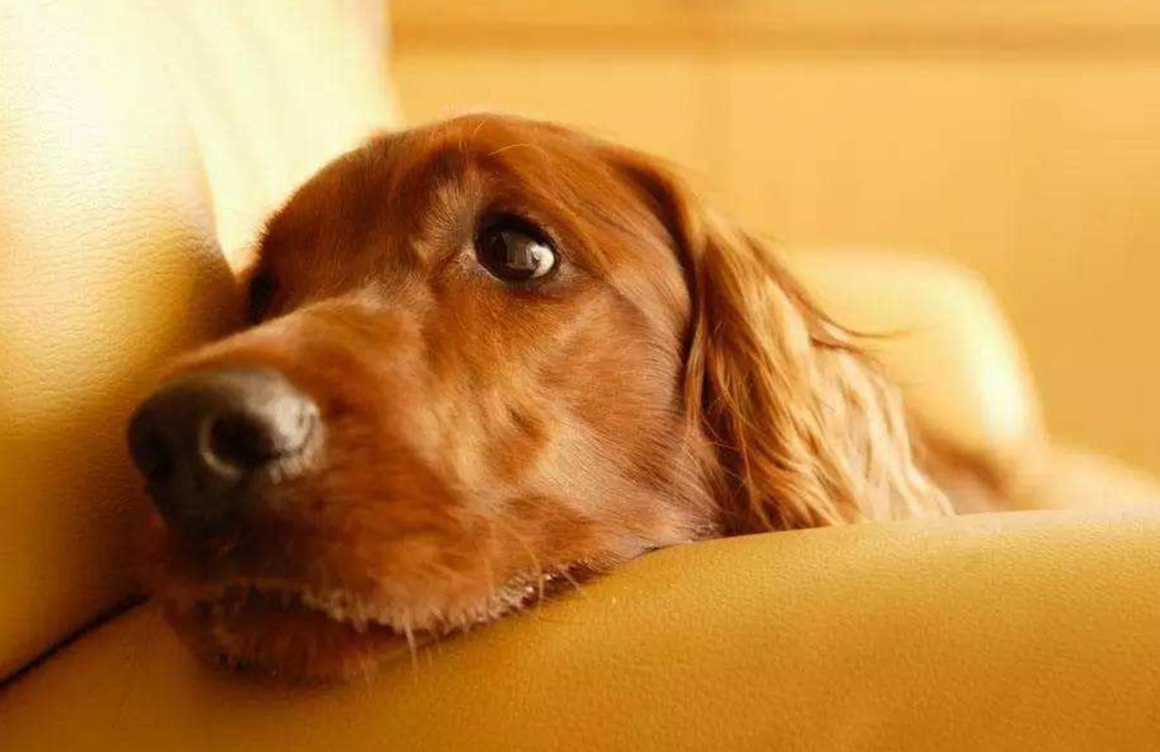 狗狗不睡觉嗷嗷的叫唤是怎么回事,狗狗晚上不愿意睡笼子怎么办