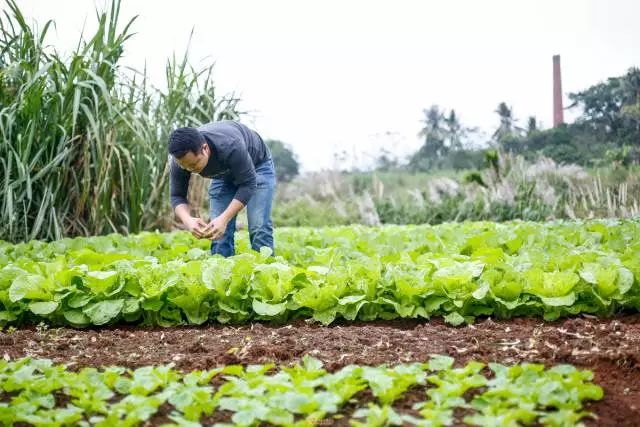 海南入秋了，先吃一口美安乳羊暖暖心