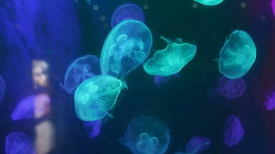 小梅沙海洋公园海底世界开放了吗,小梅沙海洋公园海底世界