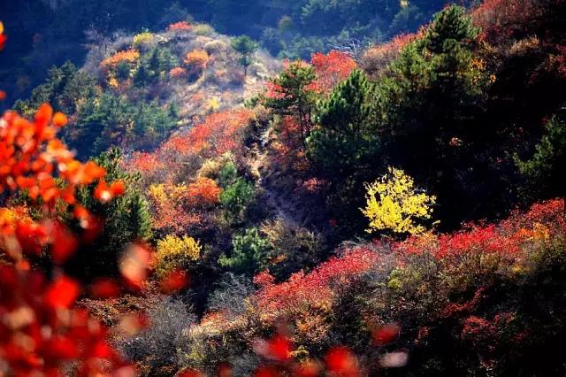 重阳节登高山,重阳节登高好去处