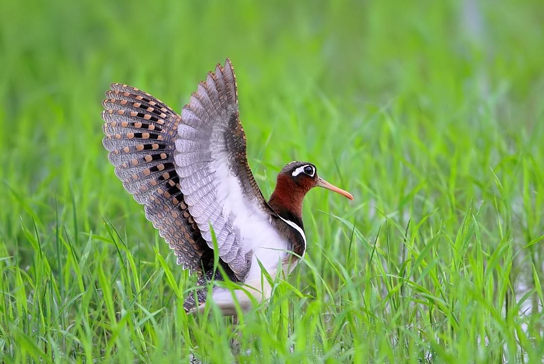 东江揽胜,惠州淡水常见鸟类图谱