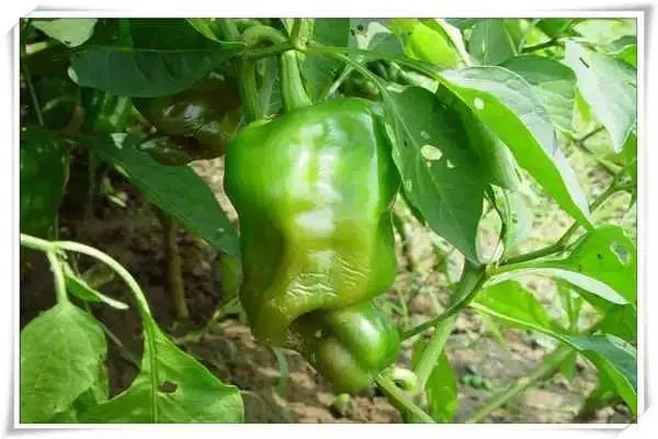 辣椒病害图谱大全大图,辣椒病害大全图片及防治方法