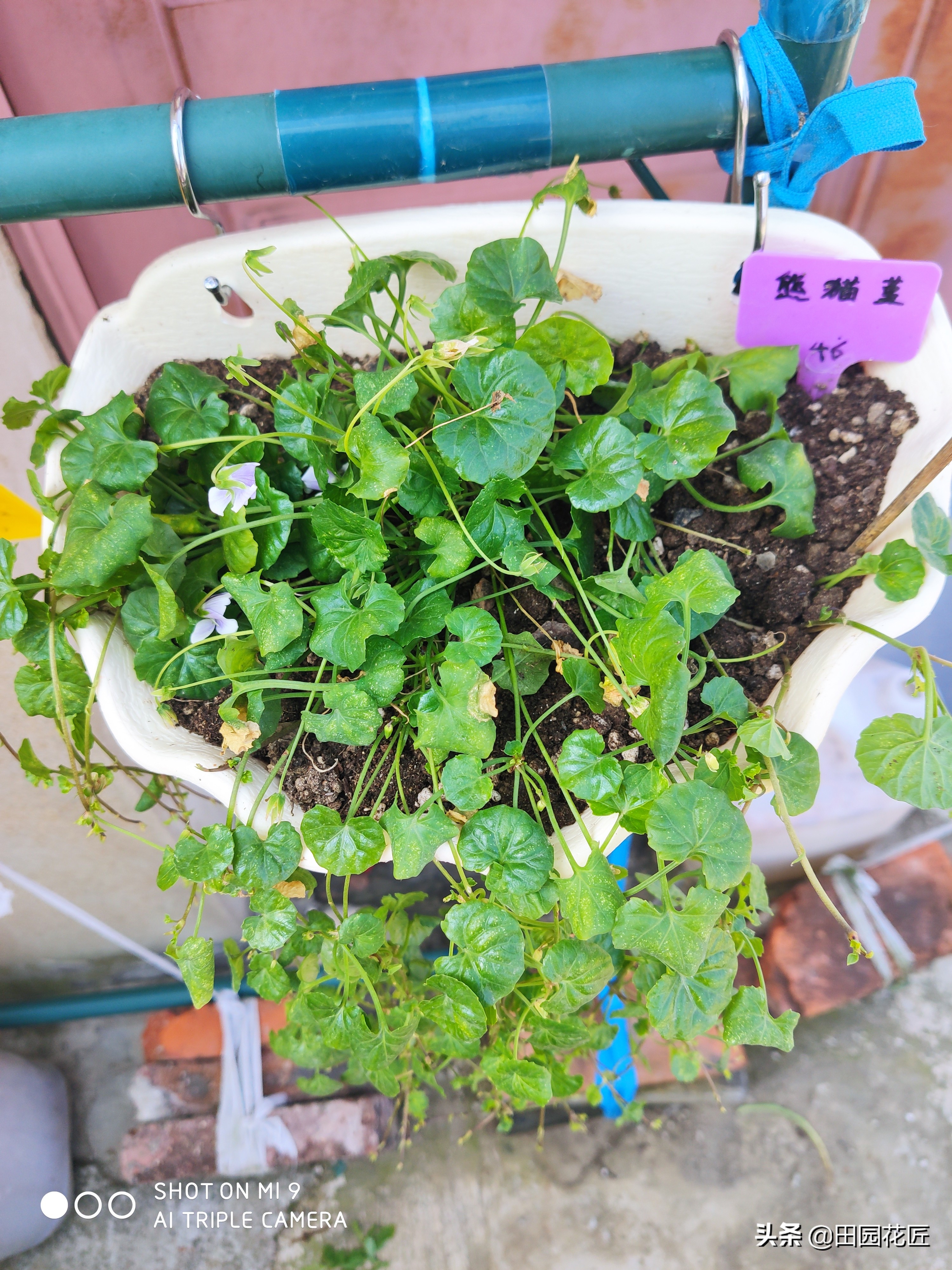 熊猫堇在江浙沪休眠吗,熊猫堇好养吗是喜阳还是喜阴