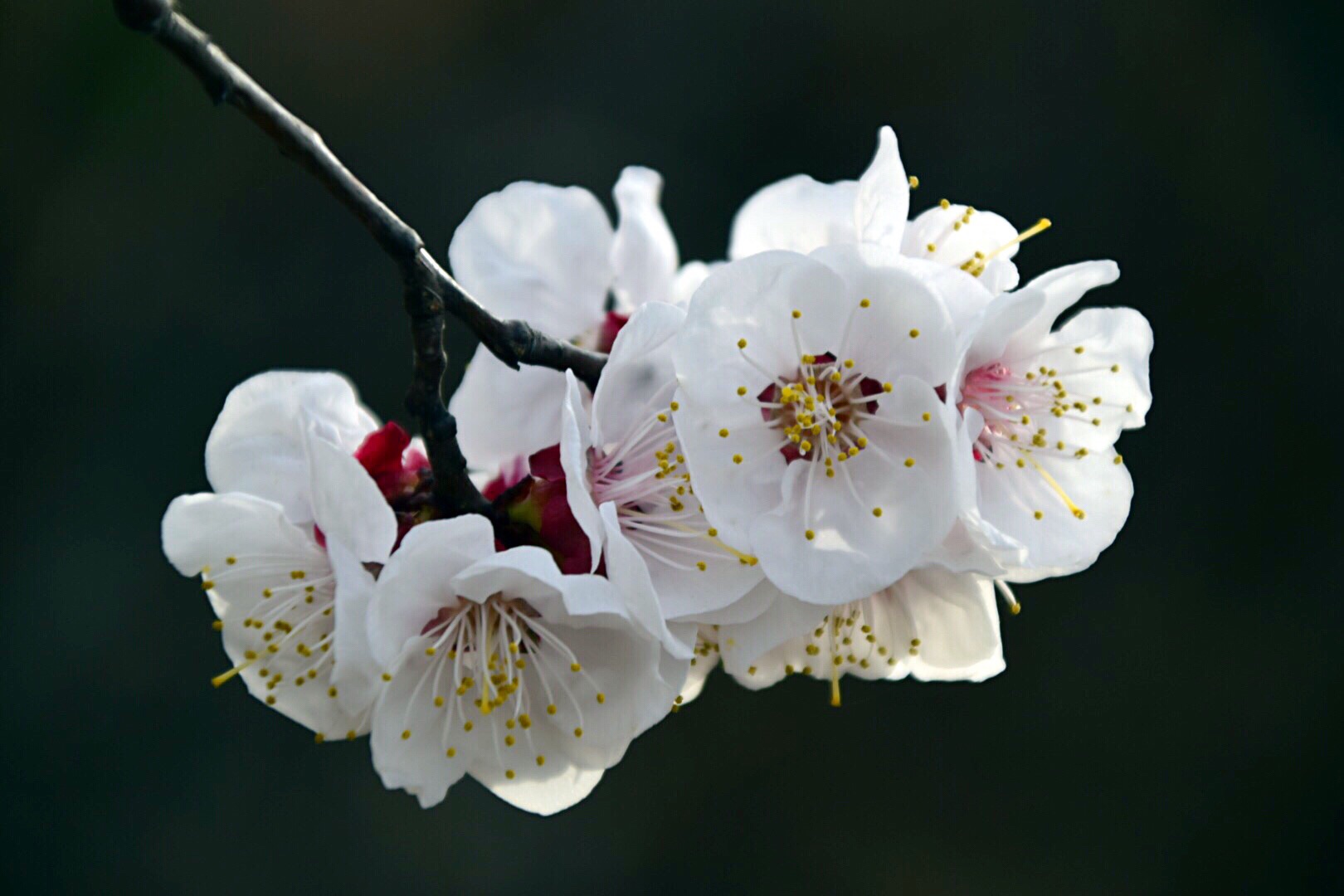 漂亮的杏花在枝头绽放,杏花盛开姹紫嫣红春意盎然