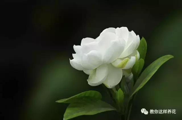 冬季北方房间适合养的木本花,这5种花随便养