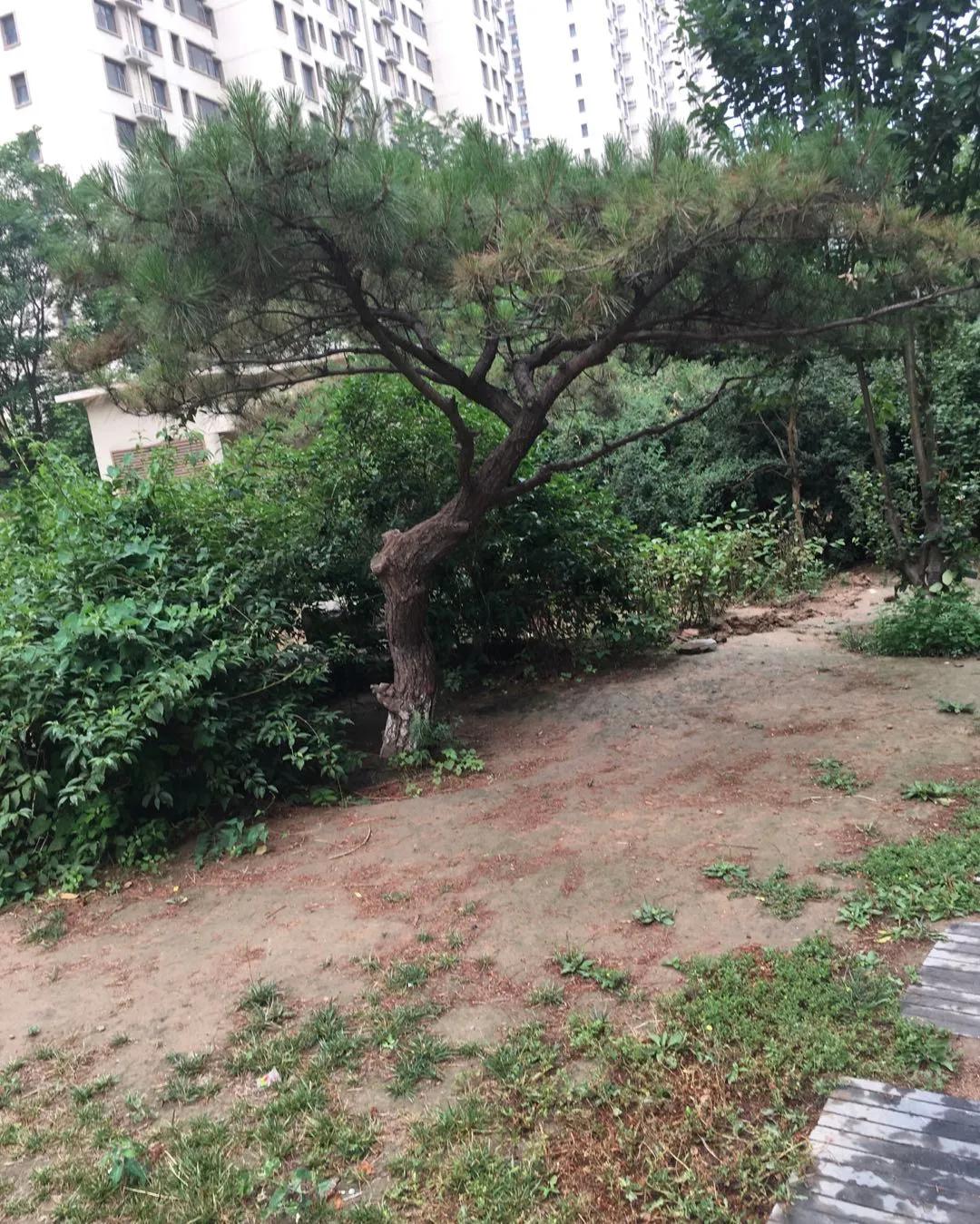 长安新区房子哪个楼盘好,长安区十大好楼盘