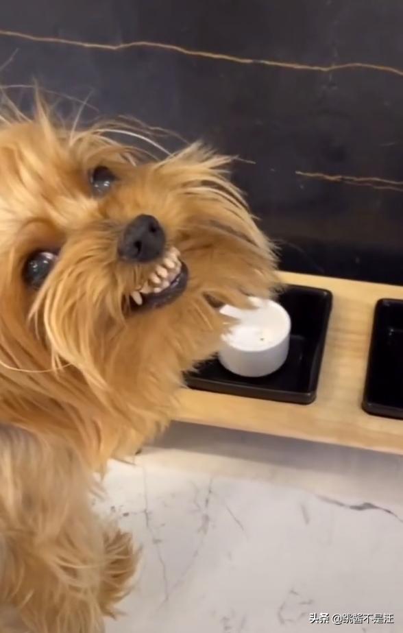 狗狗在床上尿尿屡教不改怎么办,狗狗在床上乱拉大小便怎么办