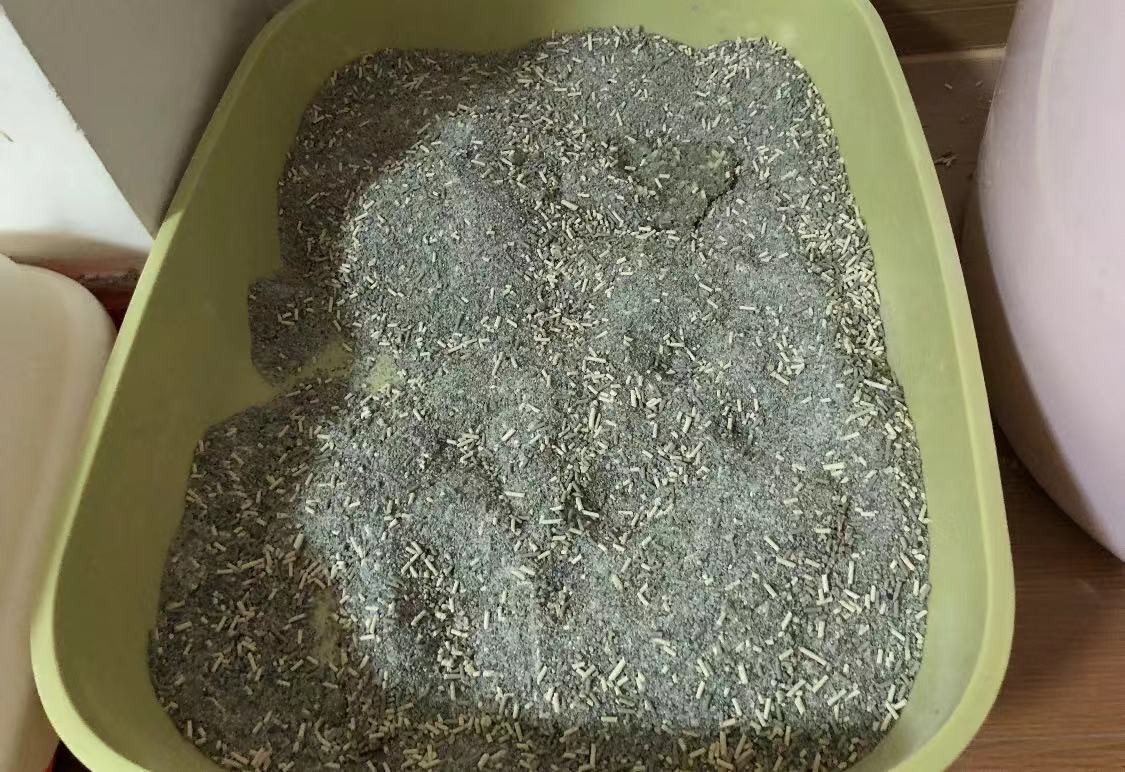 为什么猫咪便便这么臭,怎么让猫咪的便便不臭