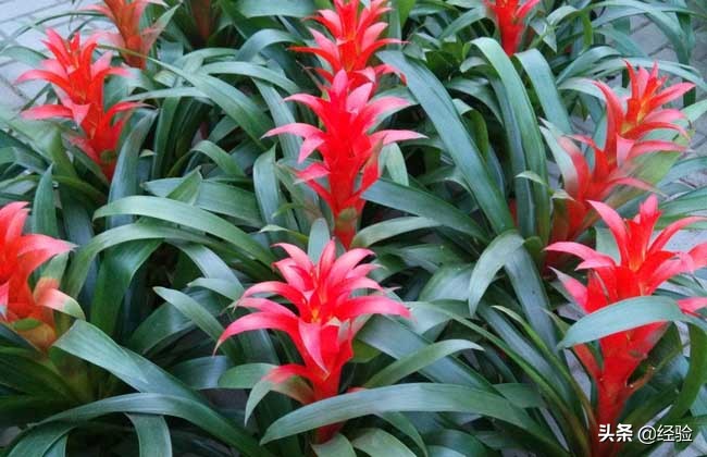 凤梨花叶子发黄怎么办,凤梨花叶子发黄枯萎怎么办