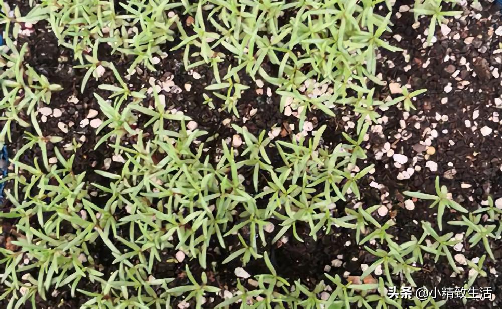 大面积花卉种子播种方法,播种盆栽需要注意哪些细节