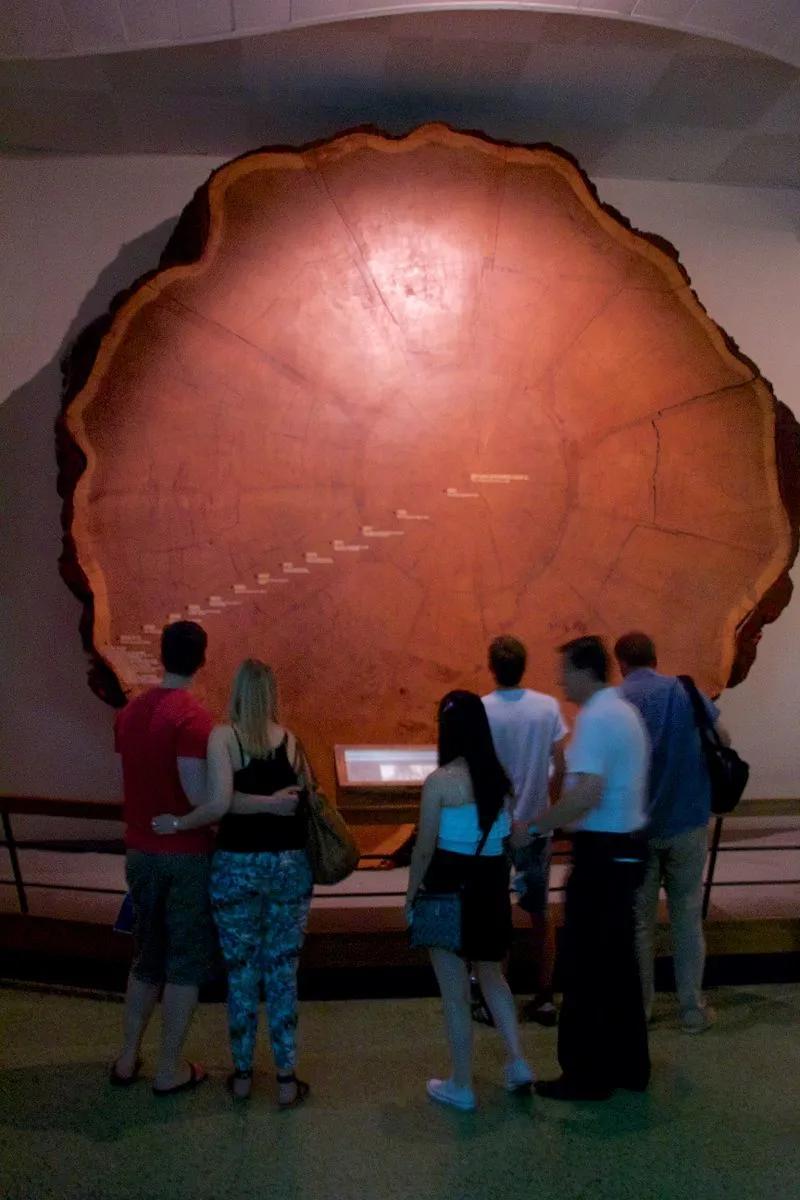 人类用8年就灭亡的动物,人类用八年就灭杀的动物