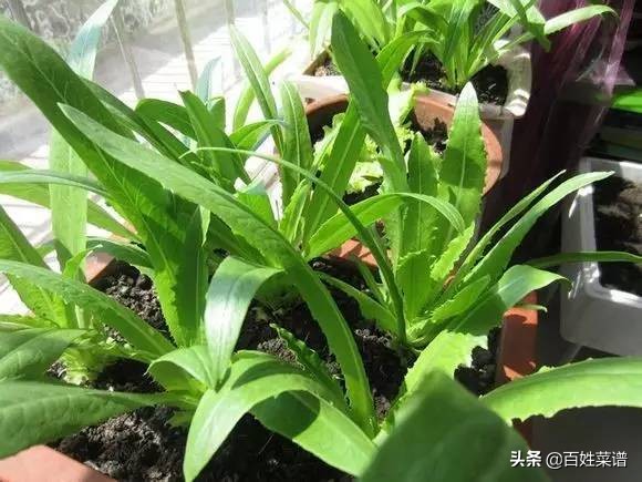 阳台种菜初学者种什么菜,阳台种菜最易种的菜有哪些