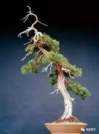 泰山松文人盆景,山松盆景100幅欣赏