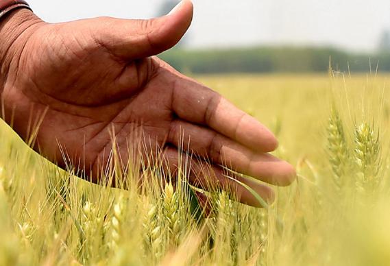 大国粮仓纪录片多长时间,大国粮仓纪录片黄金根