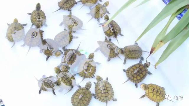 鉴赏花草模板,小青苗照片