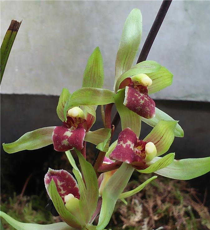 他是川兰界令人尊敬的老前辈，曾靠一颗艺草陆陆续续获利千万余元