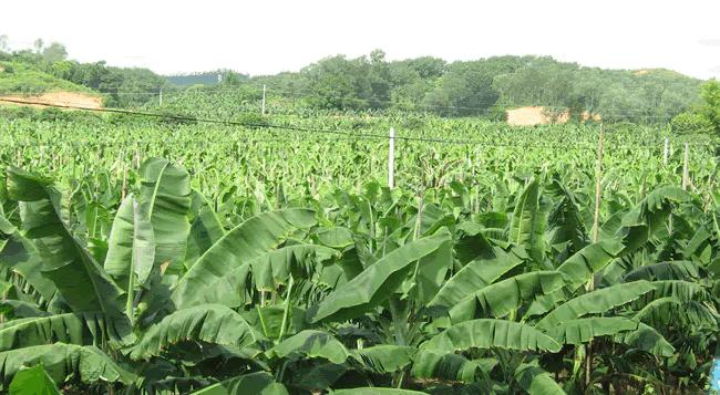 温柔的中亚牧羊犬,温柔的黑犬