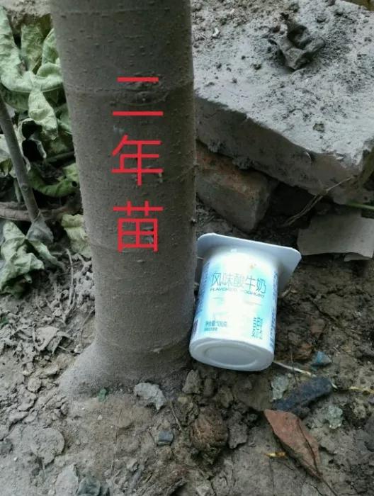 无花果能让城市家庭阳台颜值暴增,适合阳台种植的无花果树