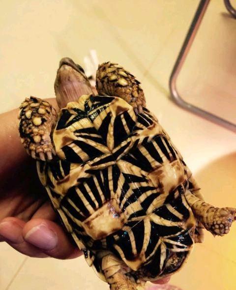 印度星陆龟能养吗,印度星陆龟如何养