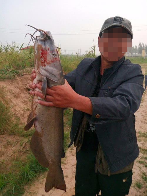 叉尾鮰鱼怎么处理,叉尾鮰的鱼的习性与钓法