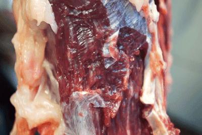 正宗潮汕手打牛肉丸50年老店,新人首播正宗潮汕手打牛肉丸