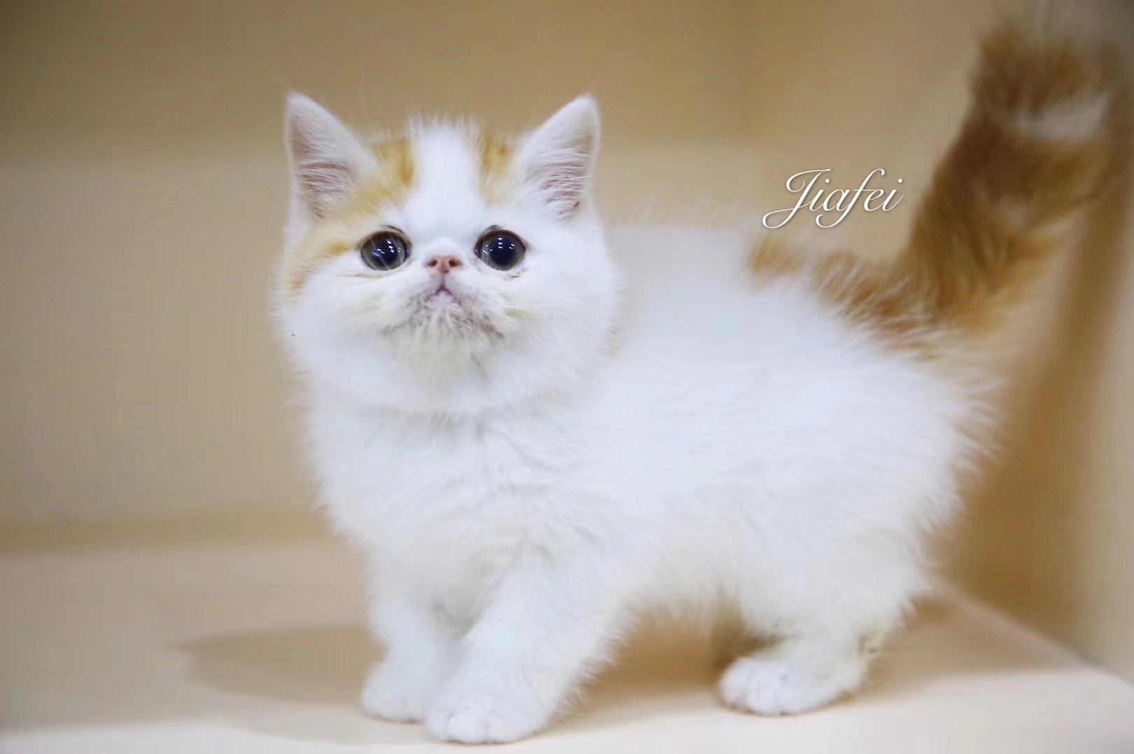 想养猫咪怎么办哪里有小猫咪,想养猫咪怎么办