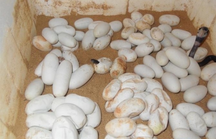 蛇类养殖如何避免蛇吃蛇,蛇类养殖