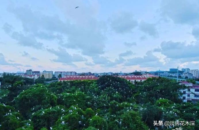 天宁·白鹭湾，颐养千年防城港，心怀海居生活梦