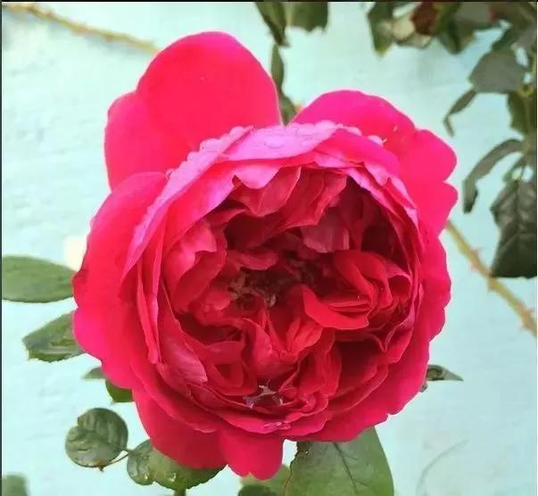 每天学习一点点——100种玫瑰品种科普