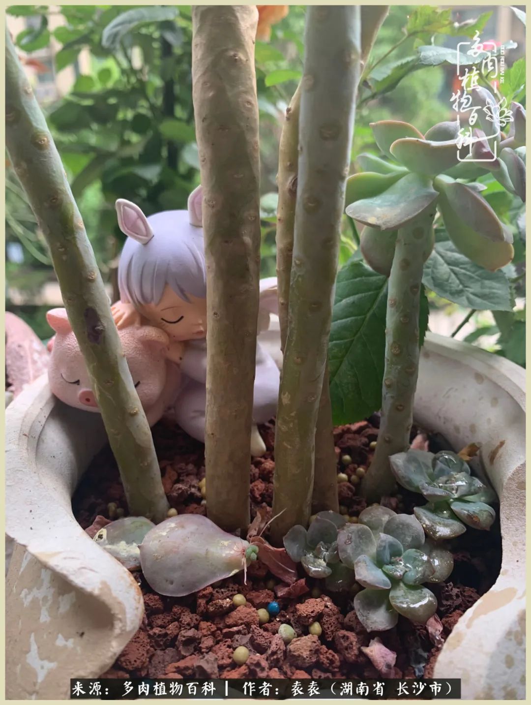 栽花种草的岁月，万物生长之阴晴圆缺