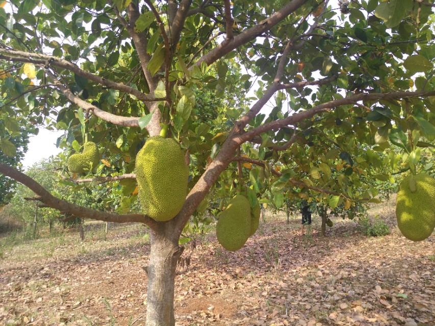 在缅甸建厂需要注意什么