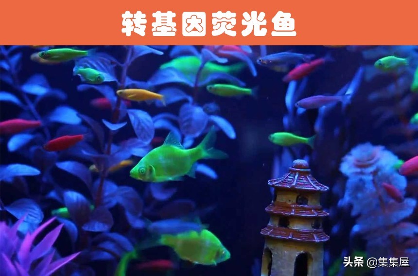 世界上有没有转基因生物,最早的转基因生物