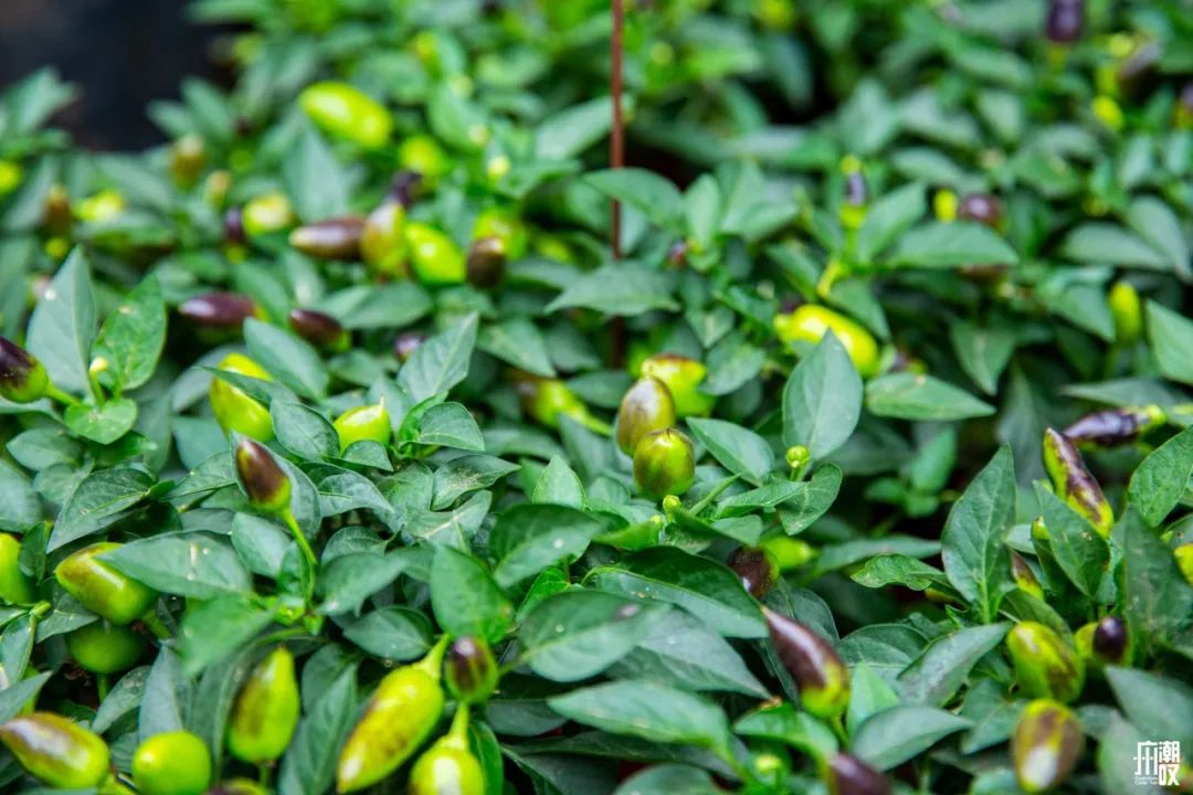 深夜去广州的花卉市场买花,如何逛斗南花卉市场买花便宜