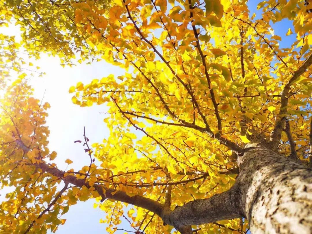 清凉寨丨“枫”景尚好,年会火热预定中!