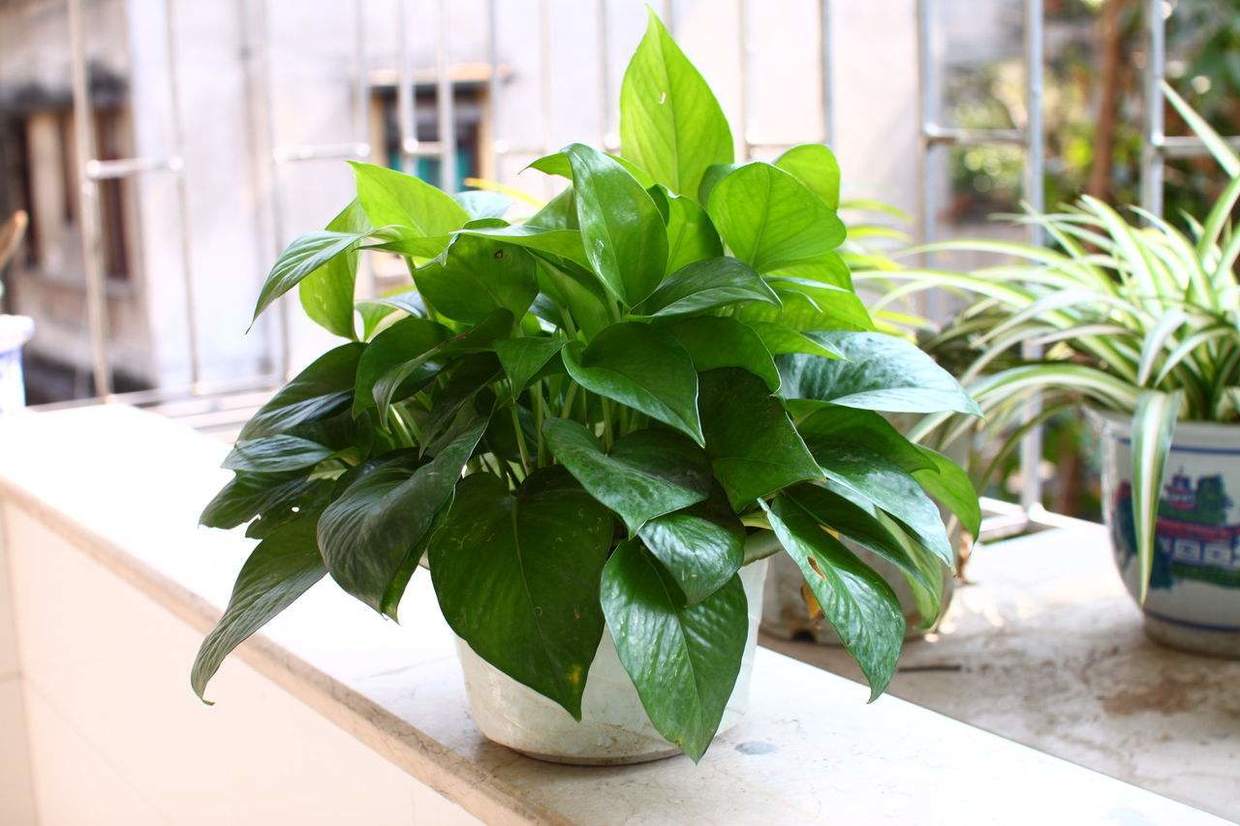 绿萝黄叶原因怎样处理,绿萝黄叶的正确方法