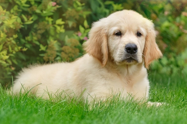 金毛牙龈发黑怎么办,金毛牙龈正常颜色