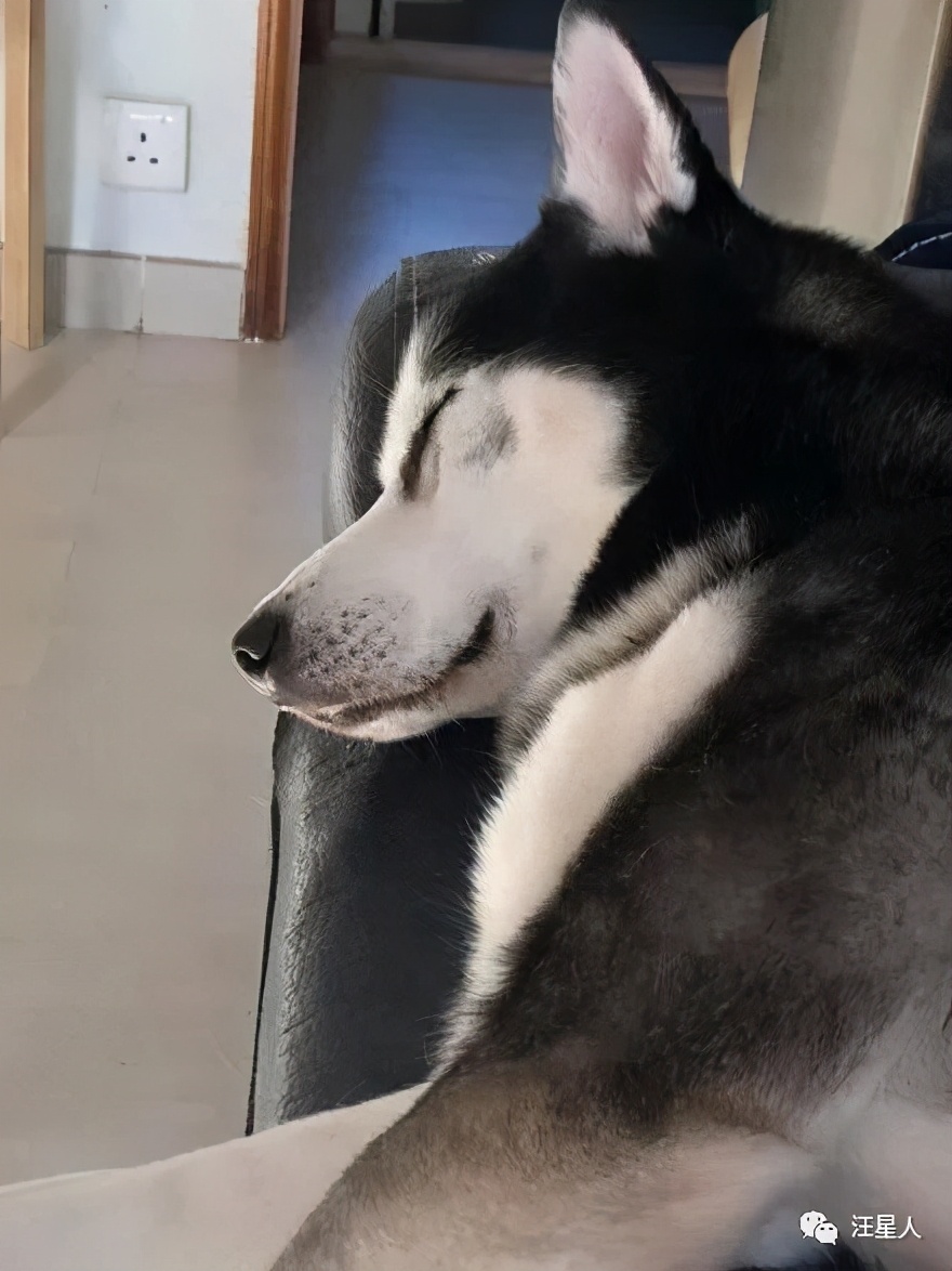 二哈隔着笼子伸腿被咬,二哈为什么一动不动