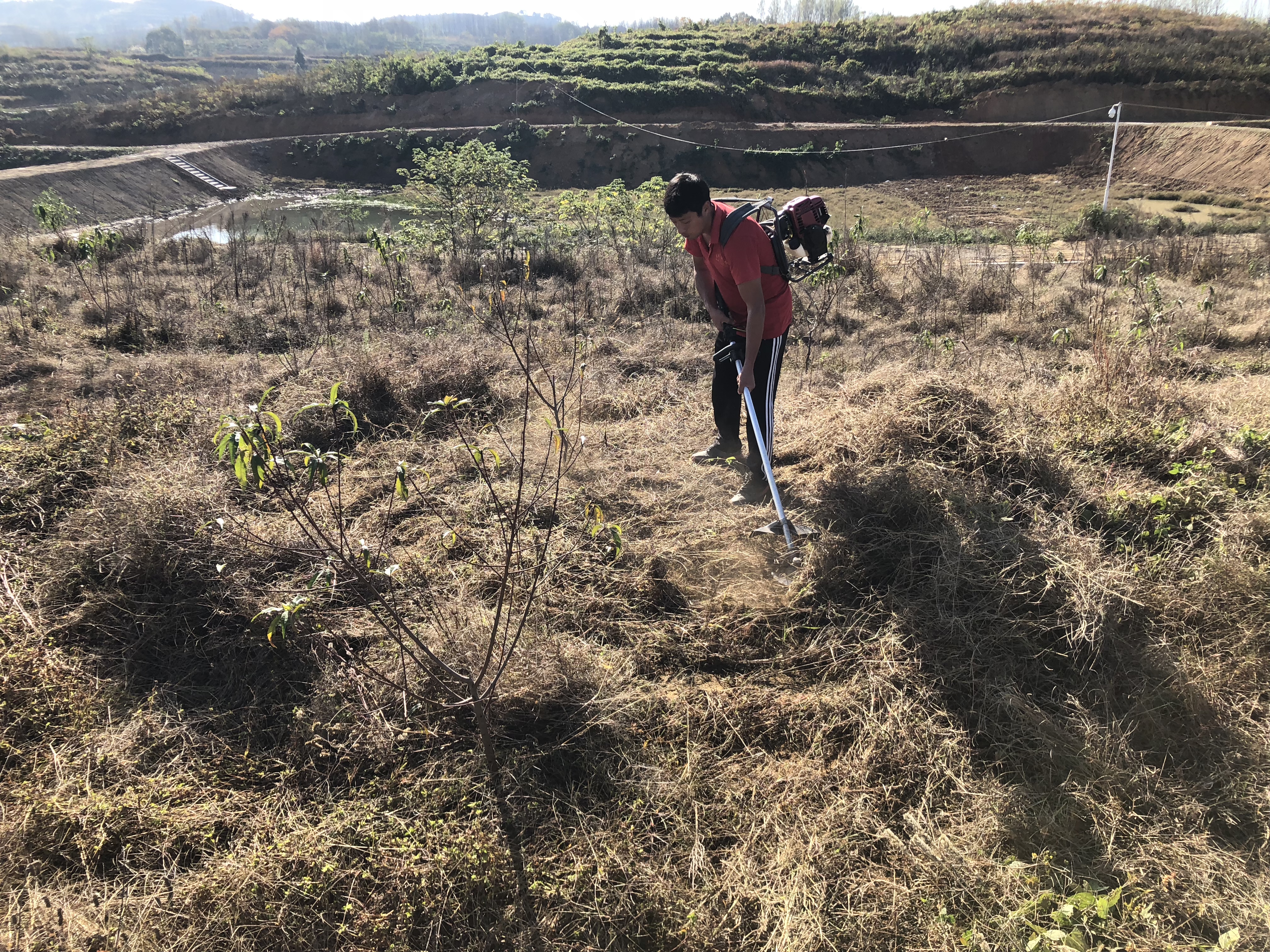 桃树怎么管理最好方法,桃树怎样修剪管理才能结果好